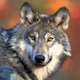 Un lobo gris: Foto: Wikipedia